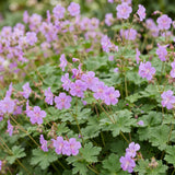Green boutiQ - Vasteplant - Geranium cant. Cambridge - Ooievaarsbek - Bodembedekkend - Licht Roze - 24 Planten - Pot 11cm - Hoogte 15-25cm