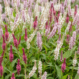 Green boutiQ - Vasteplant - Persicaria Tricolour - Duizendknoop - Schaduw - Rood - Roze - Wit - 24 Planten - Pot 11cm - Hoogte 15-25cm