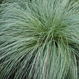 Green boutiQ - Siergrassen - Carex comans Frosted Curls - Groen - 4 Planten - Bladhoudend - Weinig Onderhoud - Pot 17cm Hoogte 50cm