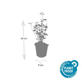 12x Agastache 'Black Adder' - ↕10-25cm - Ø9cm