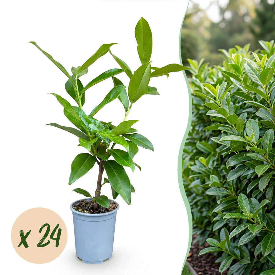 Prunus laur. Novita — Laurierkershaag, 24 stuks, 25-35 cm