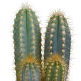 Cactus mix 8.5 cm - 3x - in terracotta pot