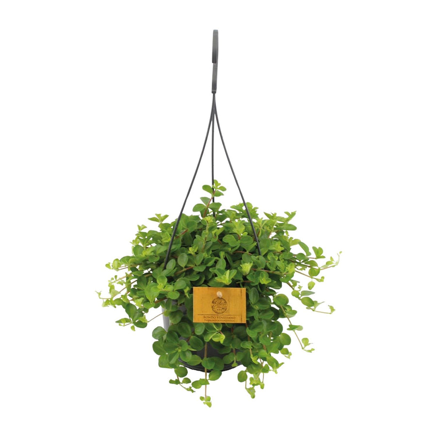 Peperomia Rotundifolia – Pot Ø15 cm · 25 cm hoog