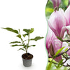 Green boutiQ - Tuinplant - Magnolia George Henry Kern - Bloem Roze - 1 Plant - Bladverliezend - Weinig Onderhoud - Pot 12cm Hoogte 30cm
