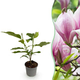 Green boutiQ - Tuinplant - Magnolia George Henry Kern - Bloem Roze - 1 Plant - Bladverliezend - Weinig Onderhoud - Pot 12cm Hoogte 30cm