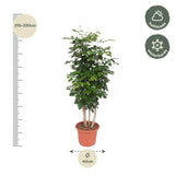 Radermachera Hainanensis - 190 cm - ø34