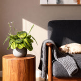 Green boutiQ - Kamerplant - Maranta Fascinator Lemon Lime - Gebedsplant - Huisdiervriendelijk - Groen - 4 Planten - Pot 12cm - Hoogte 30-35cm