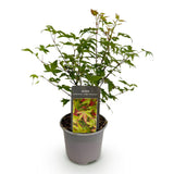 Green boutiQ - Tuinplant - Acer palmatum Little Princess - Groen - 1 Plant - Bladverliezend - Weinig Onderhoud - Pot 12cm Hoogte 35cm