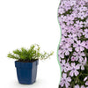 Green boutiQ - Vasteplant - Phlox Benita - Vlambloem - Bodembedekkend - Blauw - 6 Planten - Pot 11cm - Hoogte 15-25cm