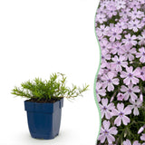 Green boutiQ - Vasteplant - Phlox Benita - Vlambloem - Bodembedekkend - Blauw - 6 Planten - Pot 11cm - Hoogte 15-25cm