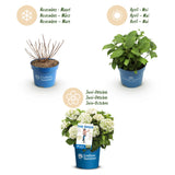 Green boutiQ - Tuinplant - Hydrangea Endles Summer The Bride - Hortensia - Winterhard - Wit - 1 Plant - Pot 14cm - Hoogte 20-25cm