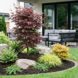 Green boutiQ - Tuinplant - Acer palmatum Bloodgood - Japanse Esdoorn - Bladverliezend - Rood - 1 - Pot 26cm - Hoogte 90cm