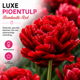 Tulpenbollen Bombastic Red — rode pioentulp, 20 stuks (maat 11/12)