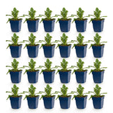 Green boutiQ - Vasteplant - Scabiosa Duo - Duifkruid - Bijen en Vlinderlokkers - Paars - Roze - 24 Planten - Pot 11cm - Hoogte 15-25cm