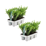 2 x 6 pack Ilex crenata 'Jenny' - Ø7 cm - ↕15 cm