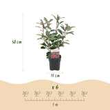 Green boutiQ - Haagplanten - Photinia fraseri Red Robin - groen rood- 6 planten - 1 strekkende meter - groenblijvend - pot 17cm hoogte 50cm