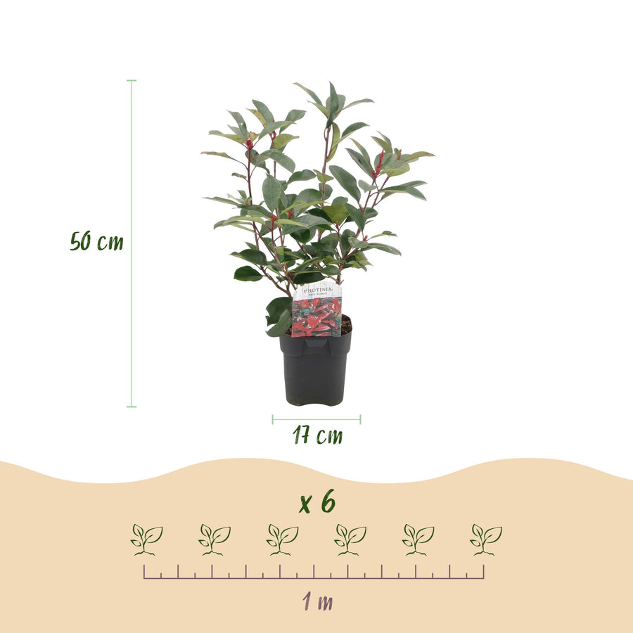 Photinia fraseri Red Robin — Glansmispelhaag, 6 planten (1 strekkende meter), 50 cm