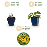 Green boutiQ - Vasteplant - Rudbeckia fulg. Goldsturm - Gele zonnehoed - Bijen- en vlinderlokkers - Geel - 1 Plant - Pot 11cm - Hoogte 15-25cm