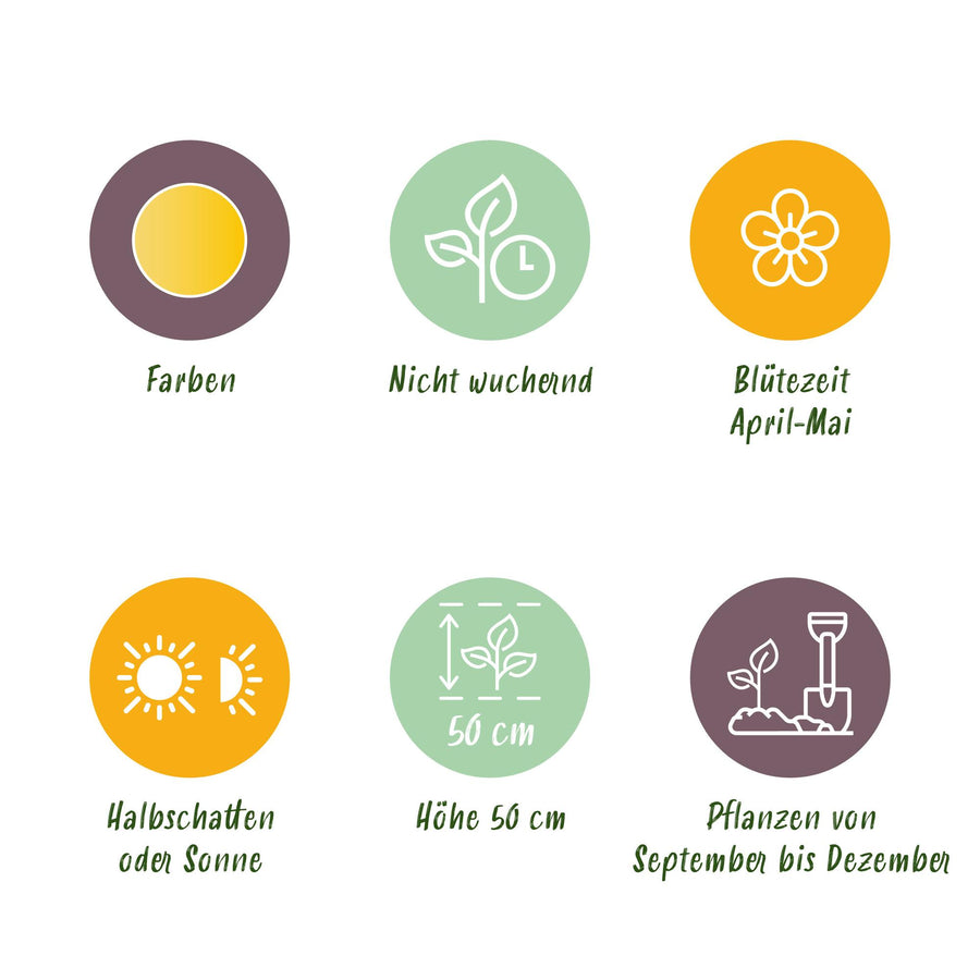 Tulpenbollen Vendeeglobe — geel, 12 stuks (bolmaat 11/12)