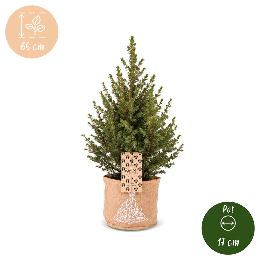 Set van 2 – Pot Ø17 cm · 65 cm hoog · Kegelspar kerstboom · met jute zak (foto 5)