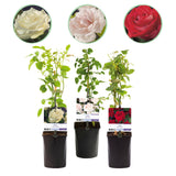 Green boutiQ - Klimroos - Rosa Tricolour- Bloemen Roze Wit Rood - Weinig onderhoud - 3 planten - Pot 11cm Hoogte 40cm