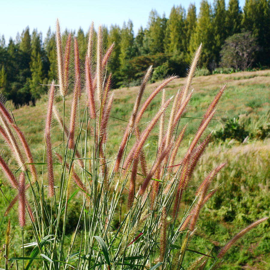 Miscanthus sinensis 'Zebrinus' — Sierriethaag, 6 stuks
