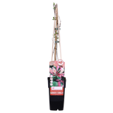 3x - Lonicera periclymenum 'Belgica' - ↨65cm - Ø15