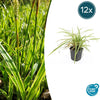12x Carex morrowii 'Aureovariegata'- ↕10-25cm - Ø9cm