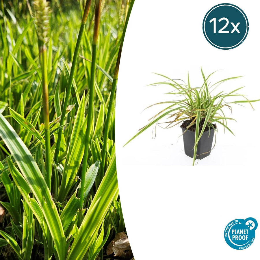 Carex morrowii 'Aureovariegata' – 12 planten · pot Ø9 cm · 10-25 cm hoog