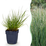 Green boutiQ - Grassen - Panicum virg. Northwind - Prairiegraan - Met Pluim - Groen - 6 Planten - Pot 11cm - Hoogte 15-25cm