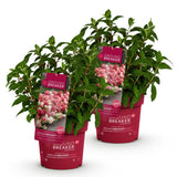 Green boutiQ - Tuinplant - Hydrangea panniculata Groundbreaker Ruby - Pluimhortensia - Winterhard - Rood - 2 Planten - Pot 14cm -Hoogte 20-25cm