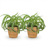 Green boutiQ - Kamerplant - Chlorophytum comosum Bonnie - Krullende Graslelie - Huisdiervriendelijke Plant - Groen - 2 Planten - met Mand - Pot 12cm - Hoogte 20cm