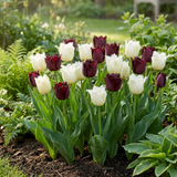 30x Tulipa Breakdance mix - Tulp Breakdance mix - Diversen - Voorjaarsbloeier - Bolmaat 11/12
