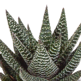 Gasteria/Haworthia mix 8,5cm - 3x - in terracotta pot