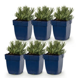 Green boutiQ - Vasteplant - Lavandula ang. Edelweiss - Lavendel - Geurend - Wit - 6 Planten - Pot 11cm - Hoogte 15-25cm