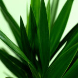 Green boutiQ - Kamerplant - Yucca elephantipes - Yucca - Weinig onderhoud - Groen - 1 - Pot 19cm - Hoogte 95cm