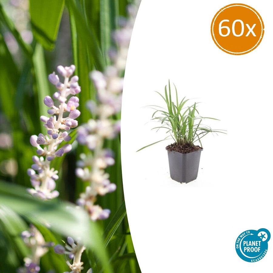 Liriope muscari 'Monroe White' – 60 planten · pot Ø9 cm · 10-25 cm hoog