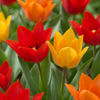 100x Tulipa Praestans Mix - Tulipa Praestans Mengsel - Diversen - Voorjaarsbloeier - Bolmaat 8/9