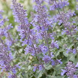 Green boutiQ - Vasteplant - Nepeta faassenii Walker's Low - Kattenkruid - Bijen en Vlinderlokkers - Blauw - 3 Planten - Pot 11cm - Hoogte 15-25cm