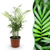 Green boutiQ - Kamerplant - Chamaedorea elegans - Goudpalm - Huisdiervriendelijke Plant - Groen - 1 Plant - Pot 12cm - Hoogte 15cm