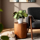 Green boutiQ - Kamerplant - Maranta Fascinator Silverband - Gebedsplant - Huisdiervriendelijke Plant - Groen - 4 Planten - met Potter Wit - Pot 12cm - Hoogte 25cm