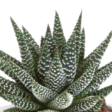 Gasteria/Haworthia mix 8,5cm - 3x - in terracotta pot