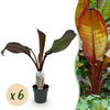 Green boutiQ - Fruitplant - Bananen plant - Ensete ventricosum Maurelli - Winterhard - 6 planten - Pot 12cm Hoogte 30cm