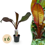 Green boutiQ - Fruitplant - Bananen plant - Ensete ventricosum Maurelli - Winterhard - 6 planten - Pot 12cm Hoogte 30cm
