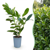 Green boutiQ - 24x Prunus laur. Caucasica - Laurierkers - Haagplanten - Groenblijvend - Groen - Pot 9cm - Hoogte 25-35cm