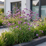 Green boutiQ - Vasteplant - Verbena bonariensis Lollipop - Ijzerhard - Bijen en Vlinderlokkers - Paars - 1 Plant - Pot 11cm - Hoogte 15-25cm