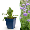 Green boutiQ - Vasteplant - Scabiosa col. Butterfly Blue - Duifkruid - Bijen en Vlinderlokkers - Paars - 6 Planten - Pot 11cm - Hoogte 15-25cm
