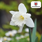 Narcisbollen Snow Baby — witte mininarcis, 20 stuks