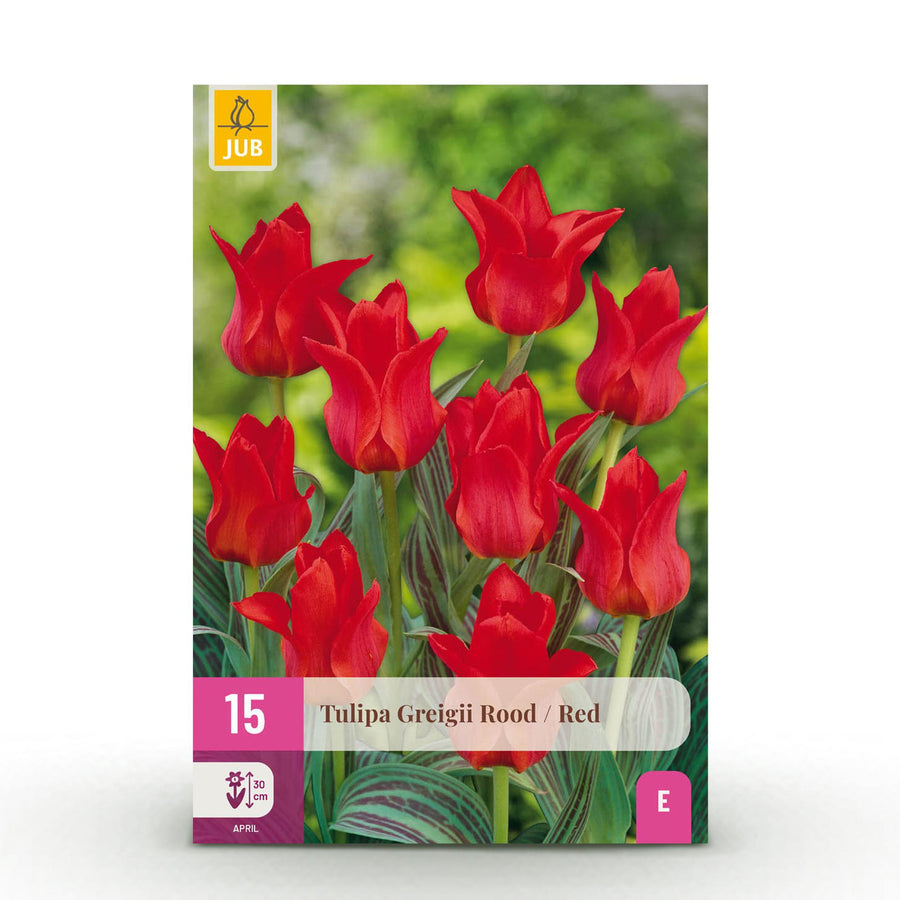 Tulpenbollen Greigii Red — rood, 15 stuks (bolmaat 11/12)