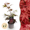 Green boutiQ - Tuinplant - Acer palmatum Atropurpureum - Paars - 3 Planten - Blad verliezend - Weinig Onderhoud - Pot 12cm Hoogte 35cm